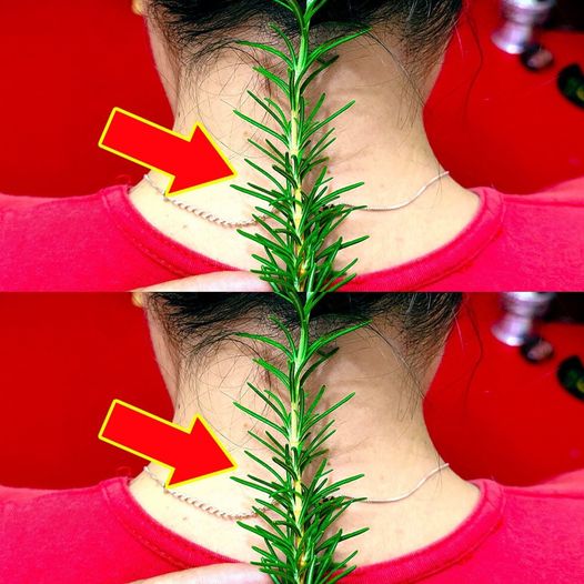 Put 1 Rosemary on the Back of Your Neck and Stop Spending Money at the Pharmacy (Did You Know That?)