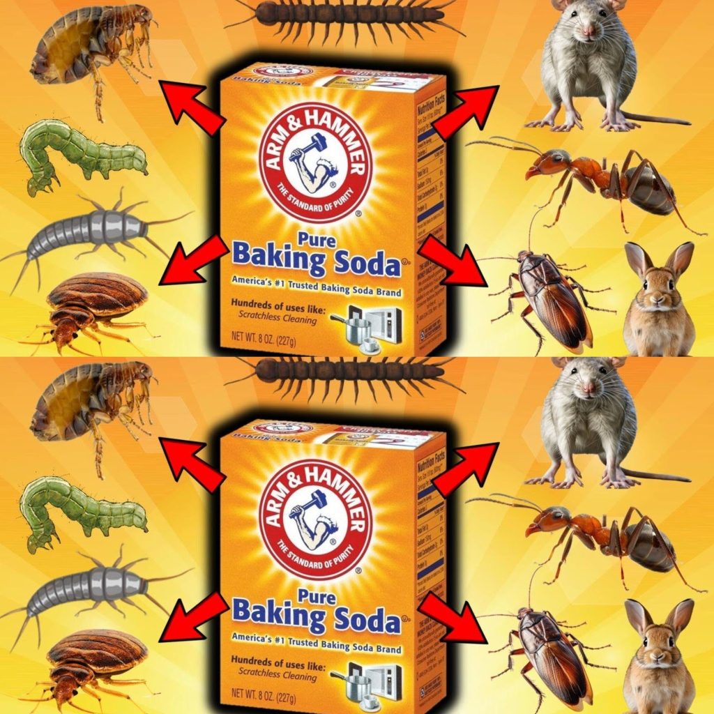 Harnessing the Power of Baking Soda for Pest Control