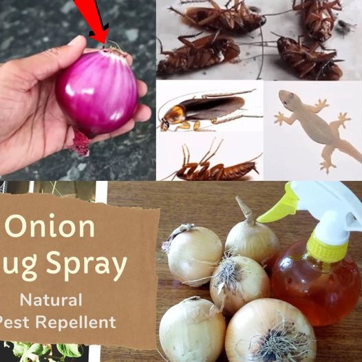 Magic Onion: Home Remedy to Deter Cockroaches and Lizards Quickly