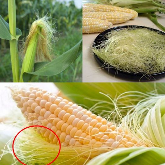 Do Not Throw Away Corn Silk—It Has Many Health Benefits!