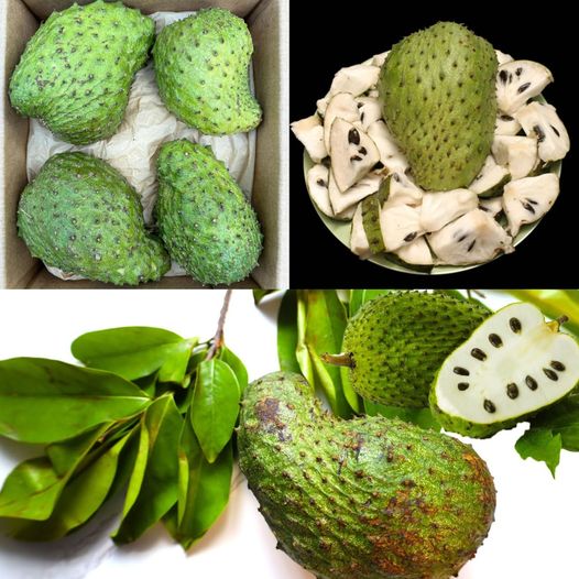 10 Health Benefits and Uses of Soursop Leaf and Fruit