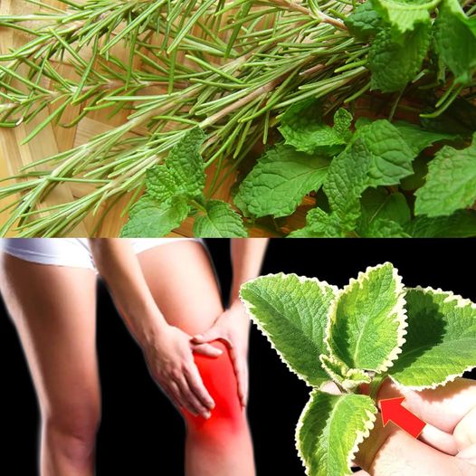 1 Leaf Destroys Inflammation, Retention, Pain, Arthritis, Arthrosis, Swelling (Did You Know That?) – Rosemary and Peppermint