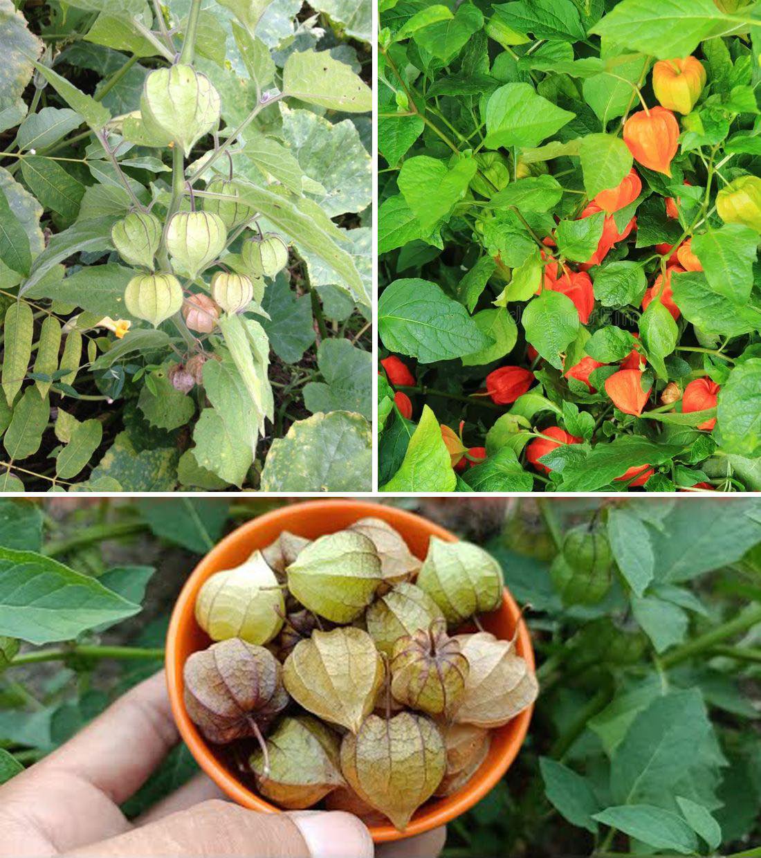 Unlocking the Riches of Canapum Physalis: A Plant Worth Its Weight in Gold