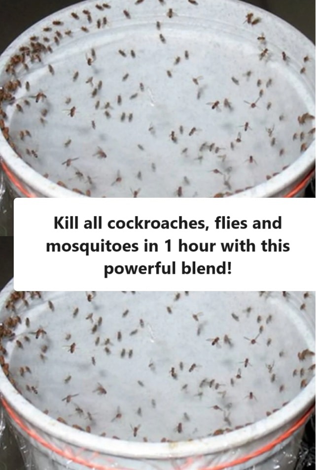 Kill all cockroaches, flies and mosquitoes in 1 hour with this powerful blend!