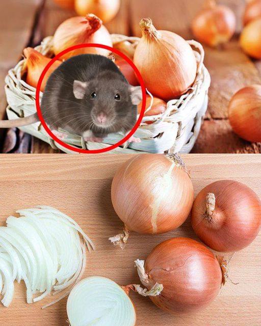 How to Effectively Get Rid of Rats Using Simple Home Remedies