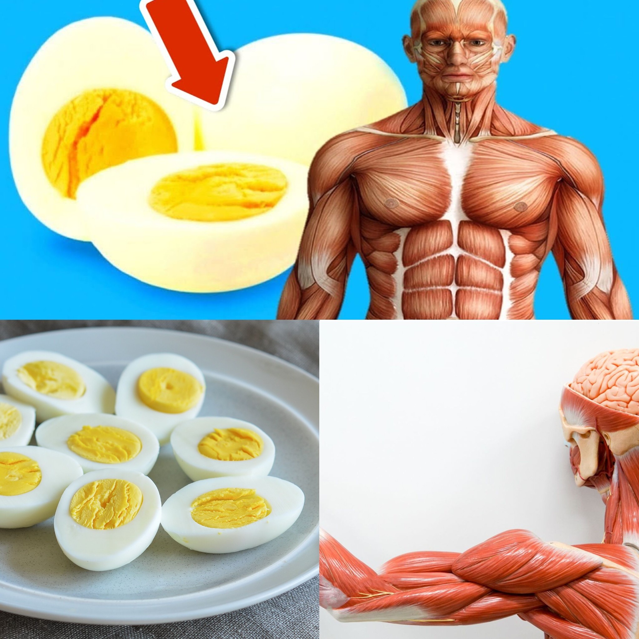 What Really Happens When You Eat Two Eggs Every Morning for a Month?