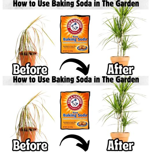 6 Ways to Use Baking Soda in Your Garden