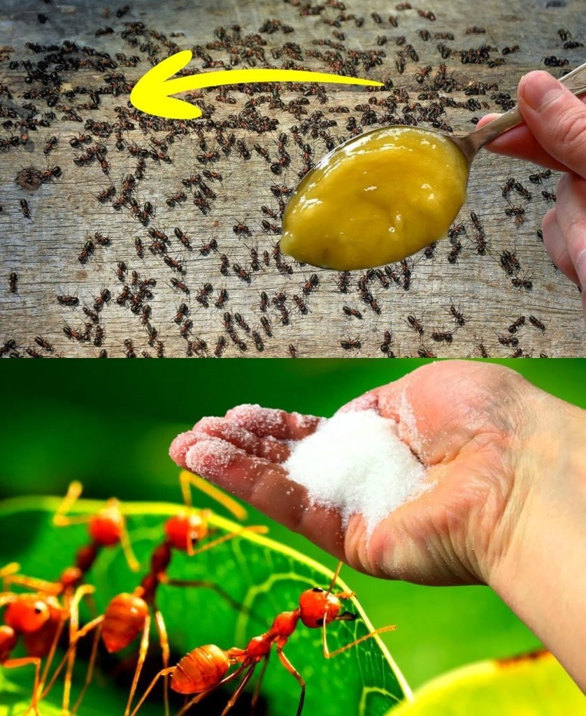 There is no foolproof method for getting rid of garden ants; they may be eliminated in ten seconds.