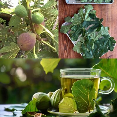 The Hidden Power of Fig Leaves: Your Natural Home Remedy