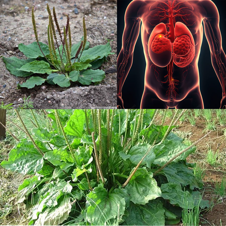 30 Incredible Benefits of Broadleaf Plantain (Plantago Major)