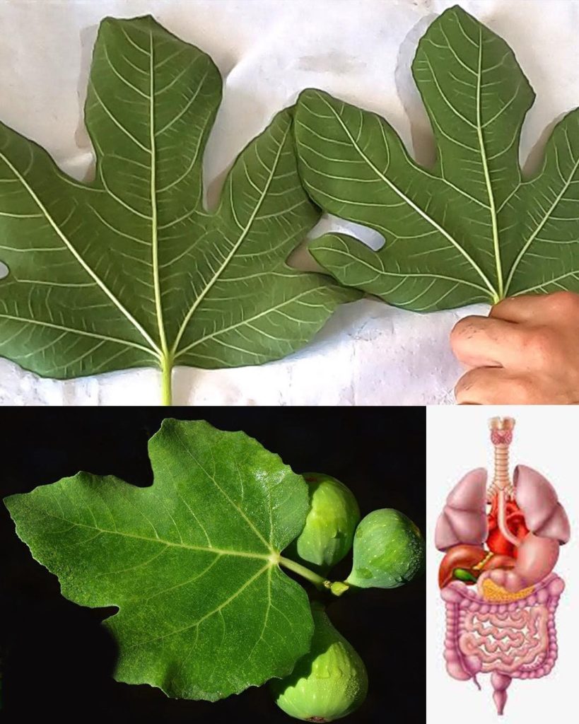 The Power of Fig Leaves: A Hidden Gem for Health and Wellness